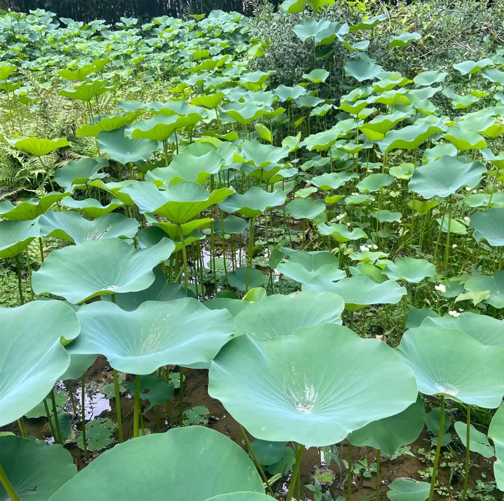 Pendientes Carioca-03
