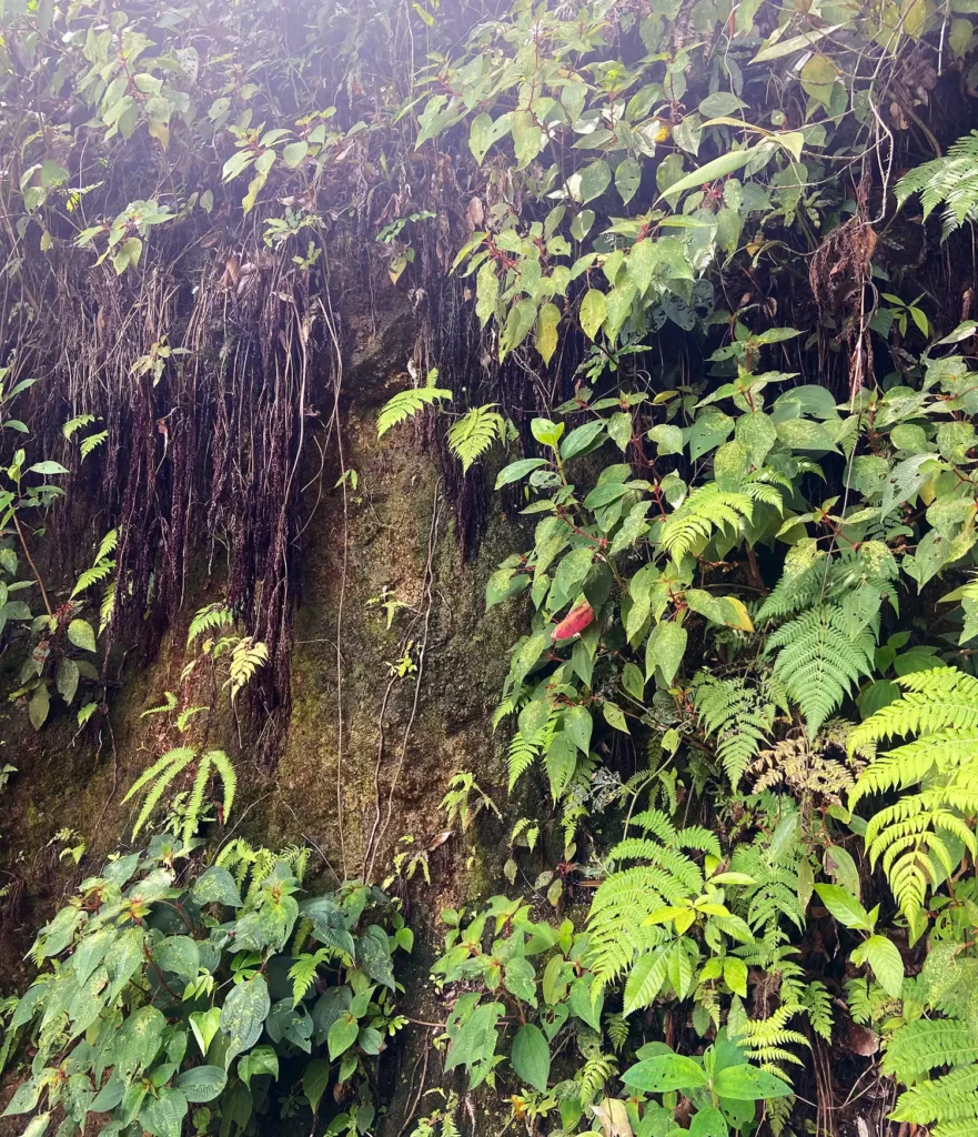 Pendientes Carioca-04